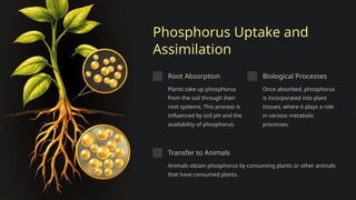 The-Phosphorus-Cycle-College of Fishery Science Udgir.pptx