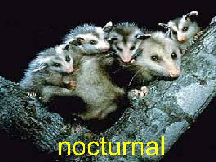 The Pigman Vocabulary