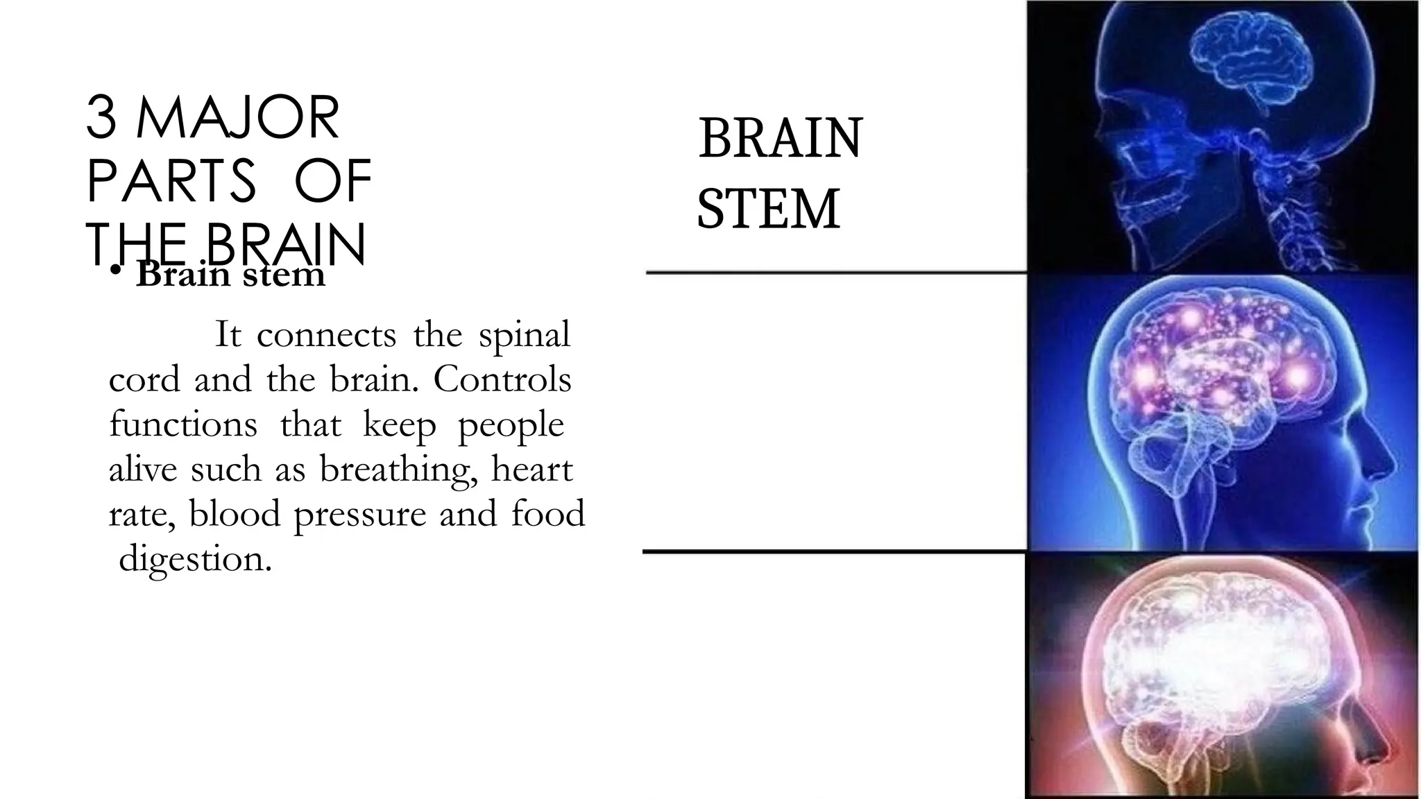 3 MAJOR
PARTS OF
THE BRAIN
• Brain stem
It connects the spinal
cord and the brain. Controls
functions that keep people
alive such as breathing, heart
rate, blood pressure and food
digestion.
BRAIN
STEM
 