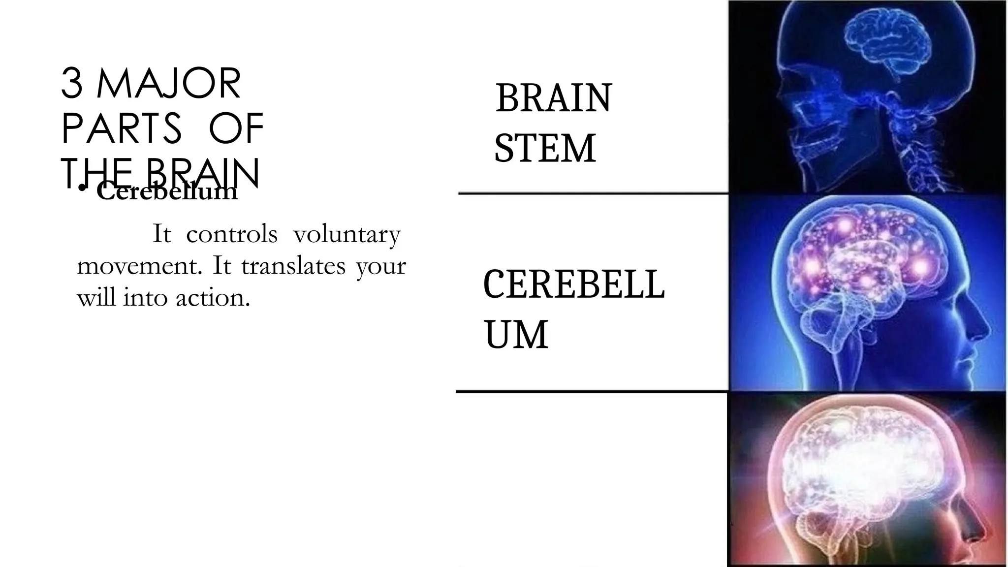 3 MAJOR
PARTS OF
THE BRAIN
• Cerebellum
It controls voluntary
movement. It translates your
will into action.
BRAIN
STEM
CEREBELL
UM
 
