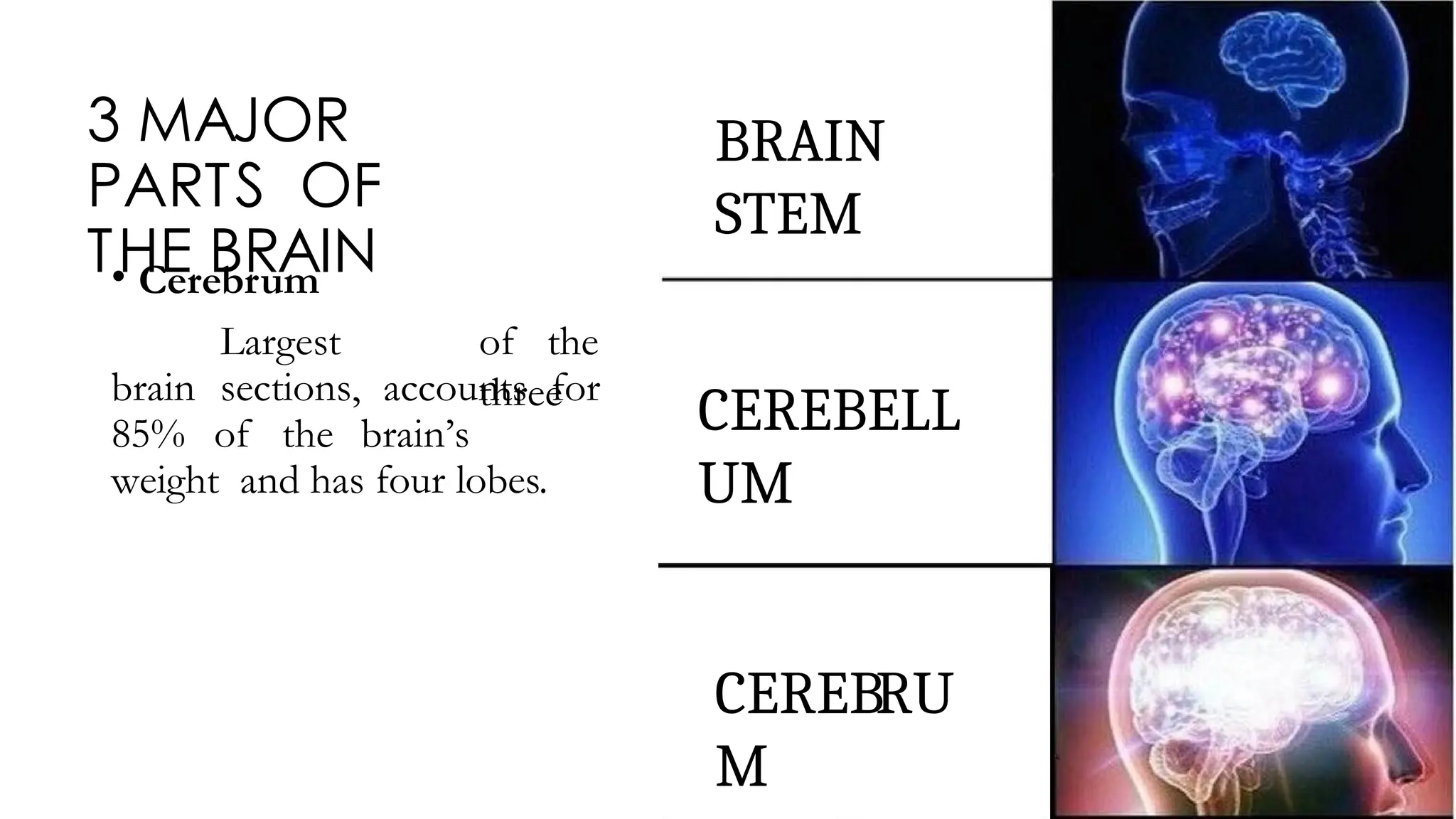 3 MAJOR
PARTS OF
THE BRAIN
• Cerebrum
Largest of the
three
brain sections, accounts for
85% of the brain’s
weight and has four lobes.
BRAIN
STEM
CEREBELL
UM
CEREBRU
M
 