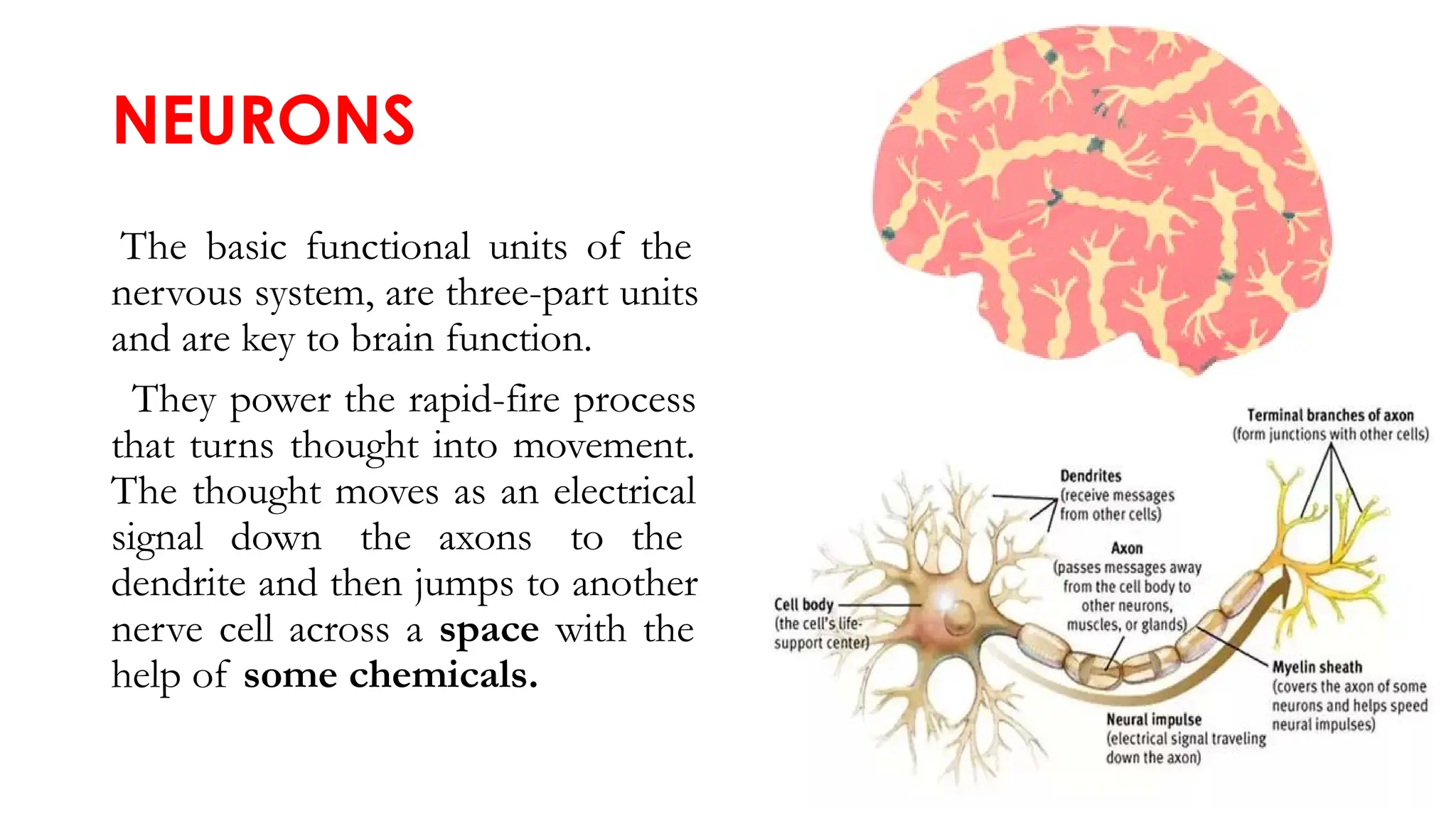 NEURONS
The basic functional units of the
nervous system, are three-part units
and are key to brain function.
They power the rapid-fire process
that turns thought into movement.
The thought moves as an electrical
signal down the axons to the
dendrite and then jumps to another
nerve cell across a space with the
help of some chemicals.
 