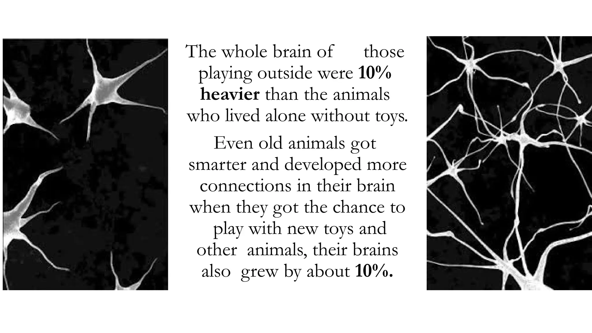 The whole brain of those
playing outside were 10%
heavier than the animals
who lived alone without toys.
Even old animals got
smarter and developed more
connections in their brain
when they got the chance to
play with new toys and
other animals, their brains
also grew by about 10%.
 