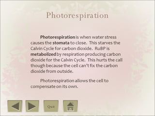 Photorespiration Quit 