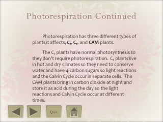 Photorespiration Continued Quit 