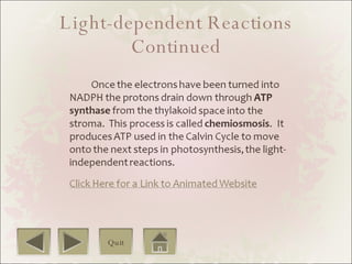 Light-dependent Reactions Continued Quit 