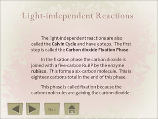 Light-independent Reactions  Quit 
