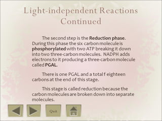 Light-independent Reactions Continued Quit 