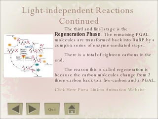Light-independent Reactions  Continued The third and final stage is the  Regeneration Phase .  The remaining PGAL molecules are transformed back into RuBP by a complex series of enzyme-mediated steps.  There is a total of eighteen carbons in the end.  The reason this is called regeneration is because the carbon molecules change from 2 three-carbon back to a five-carbon and a PGAL. Click Here For a Link to Animation Website Quit 