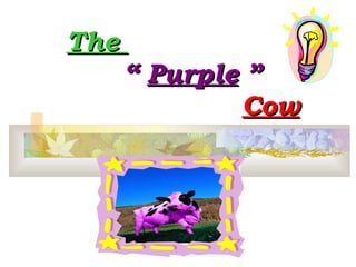 The    “  Purple  ”   Cow 