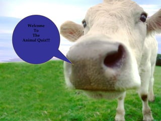 Welcome To The Animal Quiz!!! 