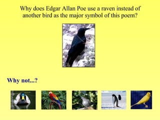 Why does Edgar Allan Poe use a raven instead of another bird as the major symbol of this poem? Why not...? 