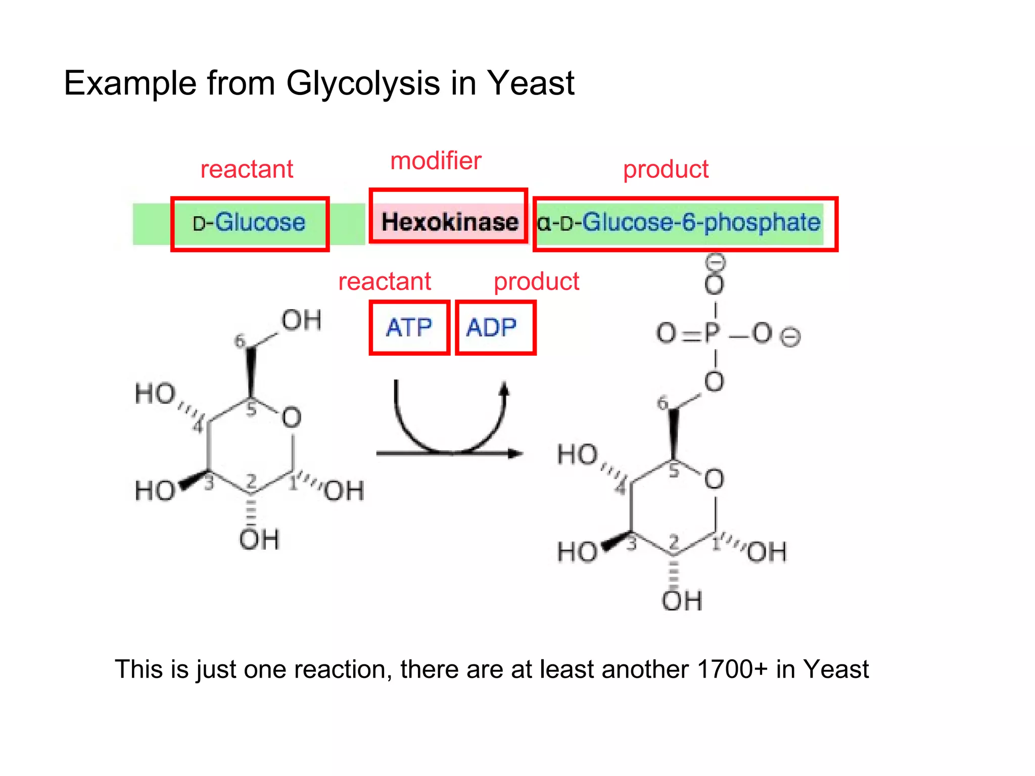 Example from Glycolysis in Yeast reactant reactant product product modifier This is just one reaction, there are at least another 1700+ in Yeast 