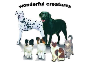 wonderful creatures 