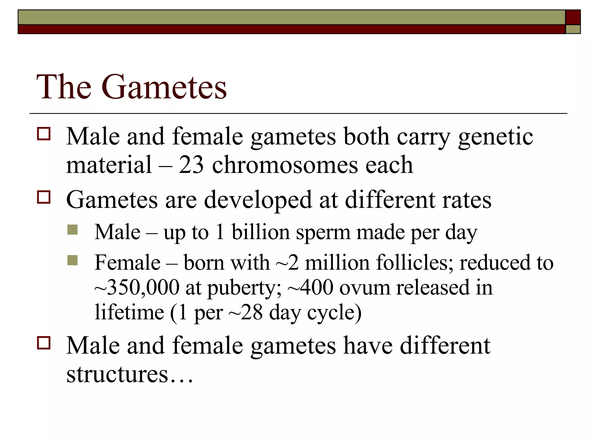The Gametes Male and female gametes both carry genetic material – 23 chromosomes each Gametes are developed at different rates Male – up to 1 billion sperm made per day Female – born with ~2 million follicles; reduced to ~350,000 at puberty; ~400 ovum released in lifetime (1 per ~28 day cycle) Male and female gametes have different structures… 