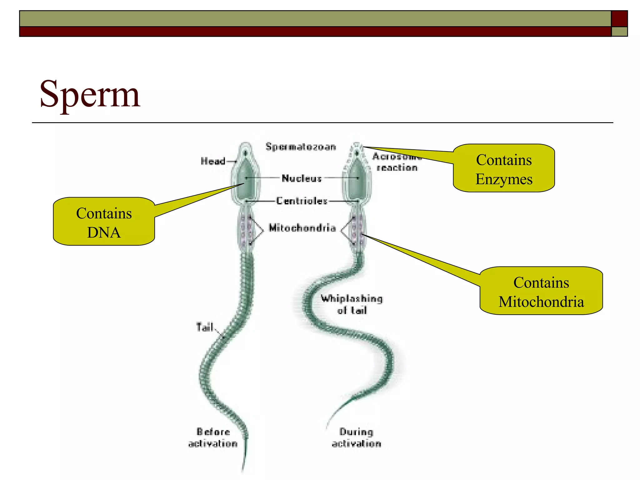 Sperm Contains Enzymes Contains Mitochondria Contains DNA 