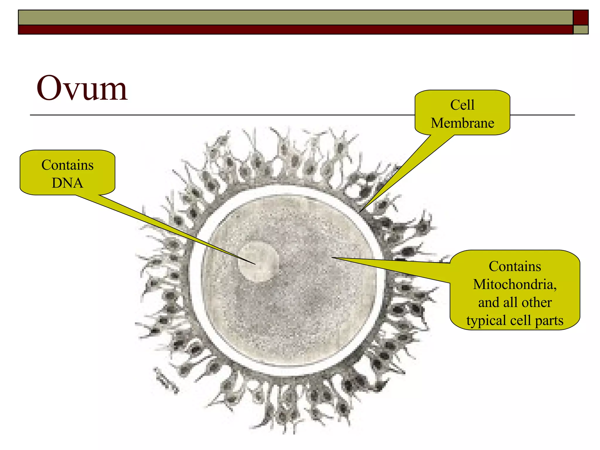 Ovum Contains DNA Contains Mitochondria, and all other typical cell parts Cell Membrane 