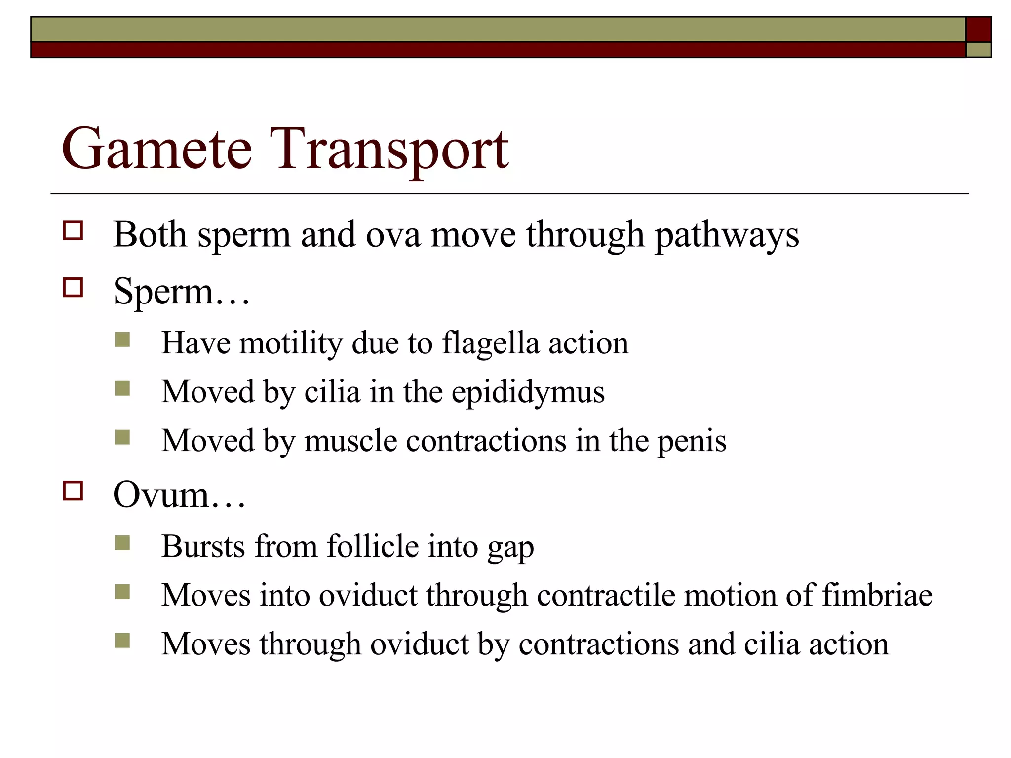 Gamete Transport Both sperm and ova move through pathways Sperm… Have motility due to flagella action Moved by cilia in the epididymus Moved by muscle contractions in the penis  Ovum… Bursts from follicle into gap Moves into oviduct through contractile motion of fimbriae Moves through oviduct by contractions and cilia action 