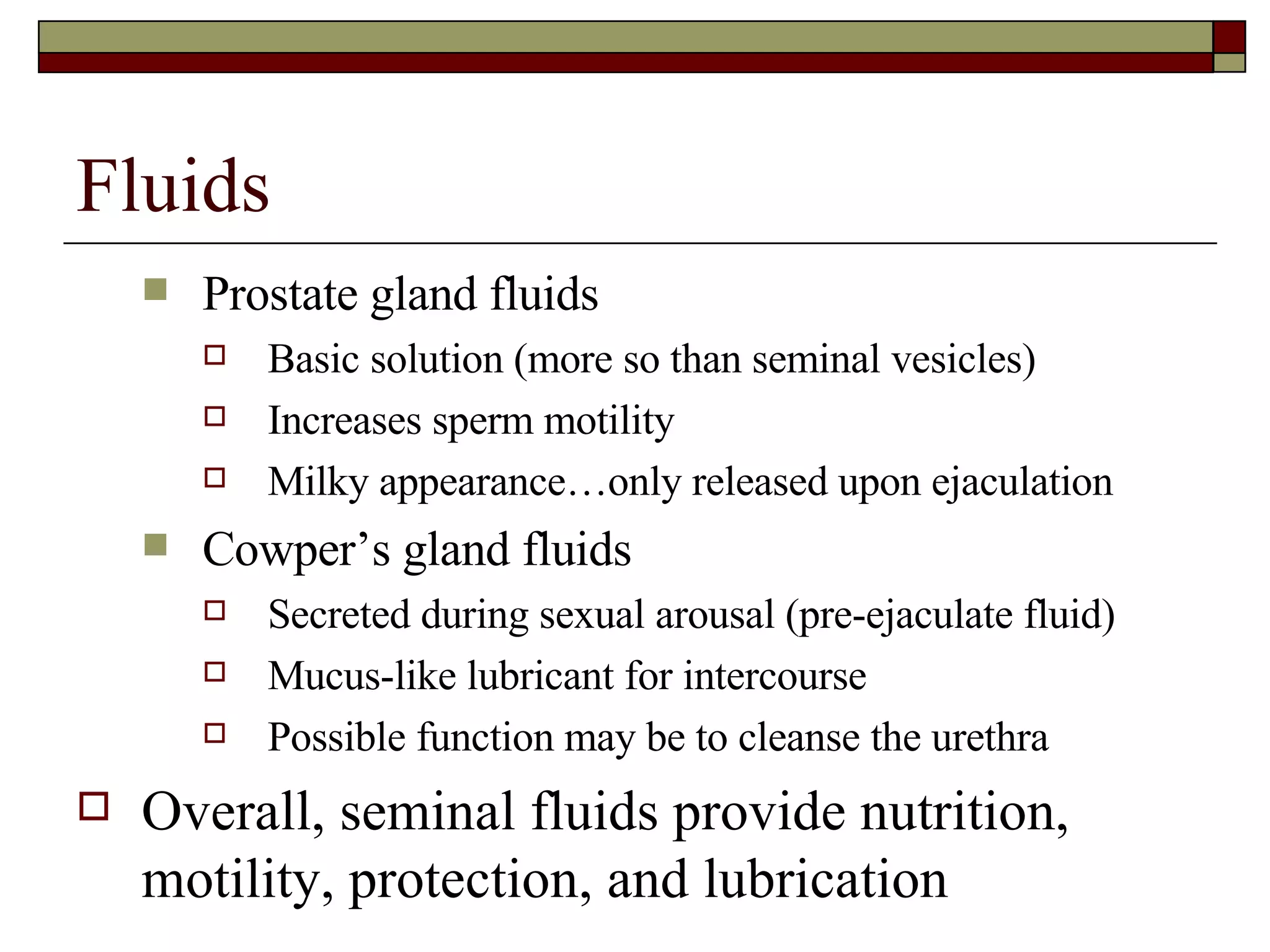Fluids Prostate gland fluids Basic solution (more so than seminal vesicles) Increases sperm motility Milky appearance…only released upon ejaculation Cowper’s gland fluids Secreted during sexual arousal (pre-ejaculate fluid) Mucus-like lubricant for intercourse Possible function may be to cleanse the urethra Overall, seminal fluids provide nutrition, motility, protection, and lubrication 