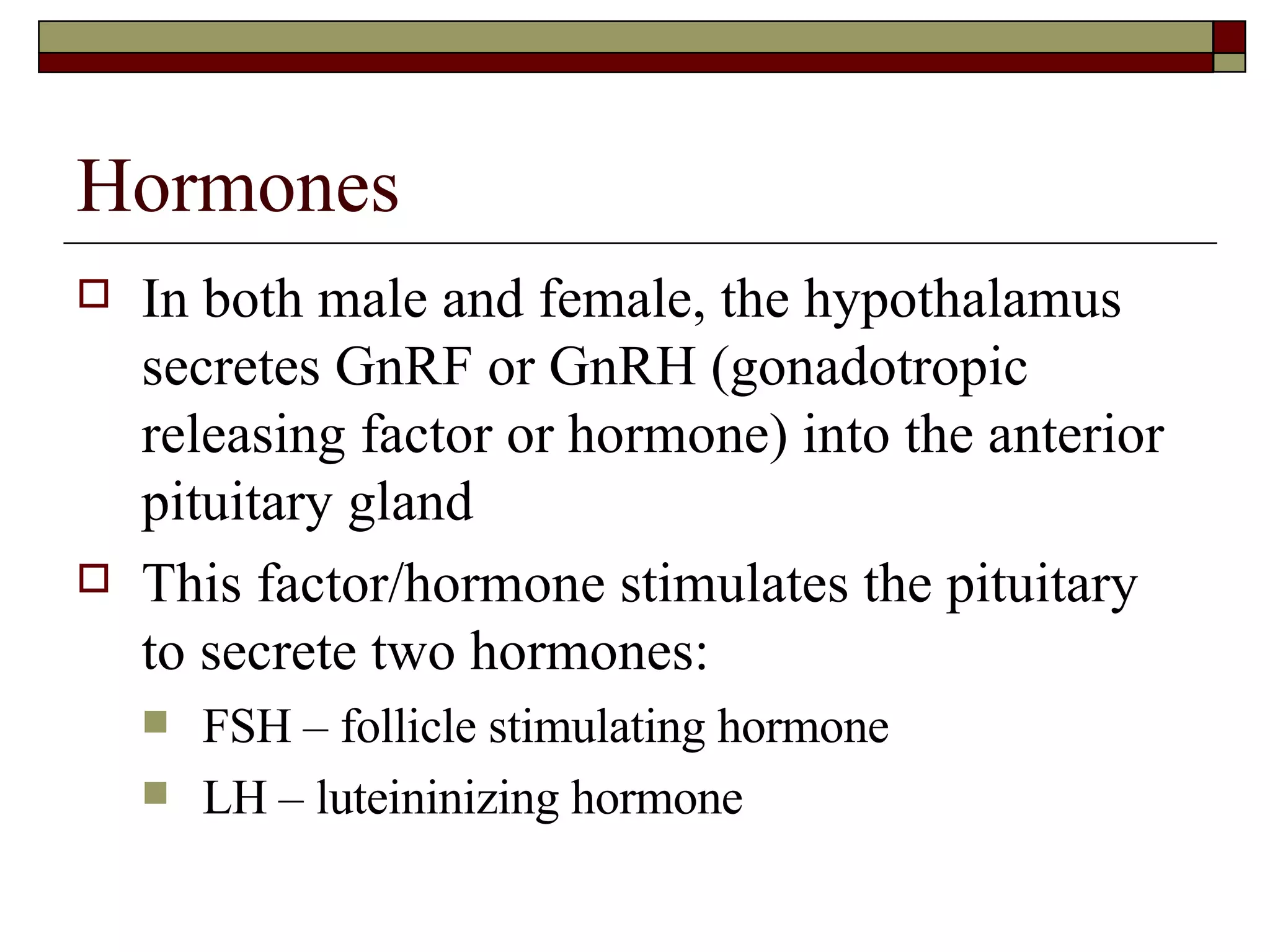Hormones In both male and female, the hypothalamus secretes GnRF or GnRH (gonadotropic releasing factor or hormone) into the anterior pituitary gland This factor/hormone stimulates the pituitary to secrete two hormones: FSH – follicle stimulating hormone LH – luteininizing hormone 