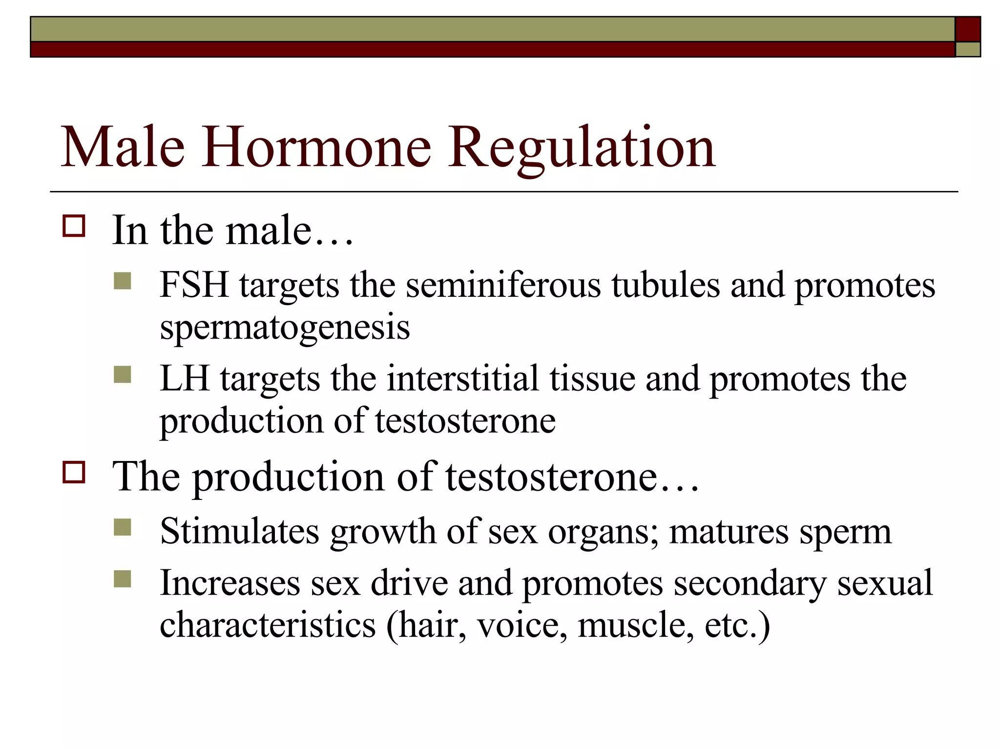 Male Hormone Regulation In the male… FSH targets the seminiferous tubules and promotes spermatogenesis LH targets the interstitial tissue and promotes the production of testosterone The production of testosterone… Stimulates growth of sex organs; matures sperm Increases sex drive and promotes secondary sexual characteristics (hair, voice, muscle, etc.) 