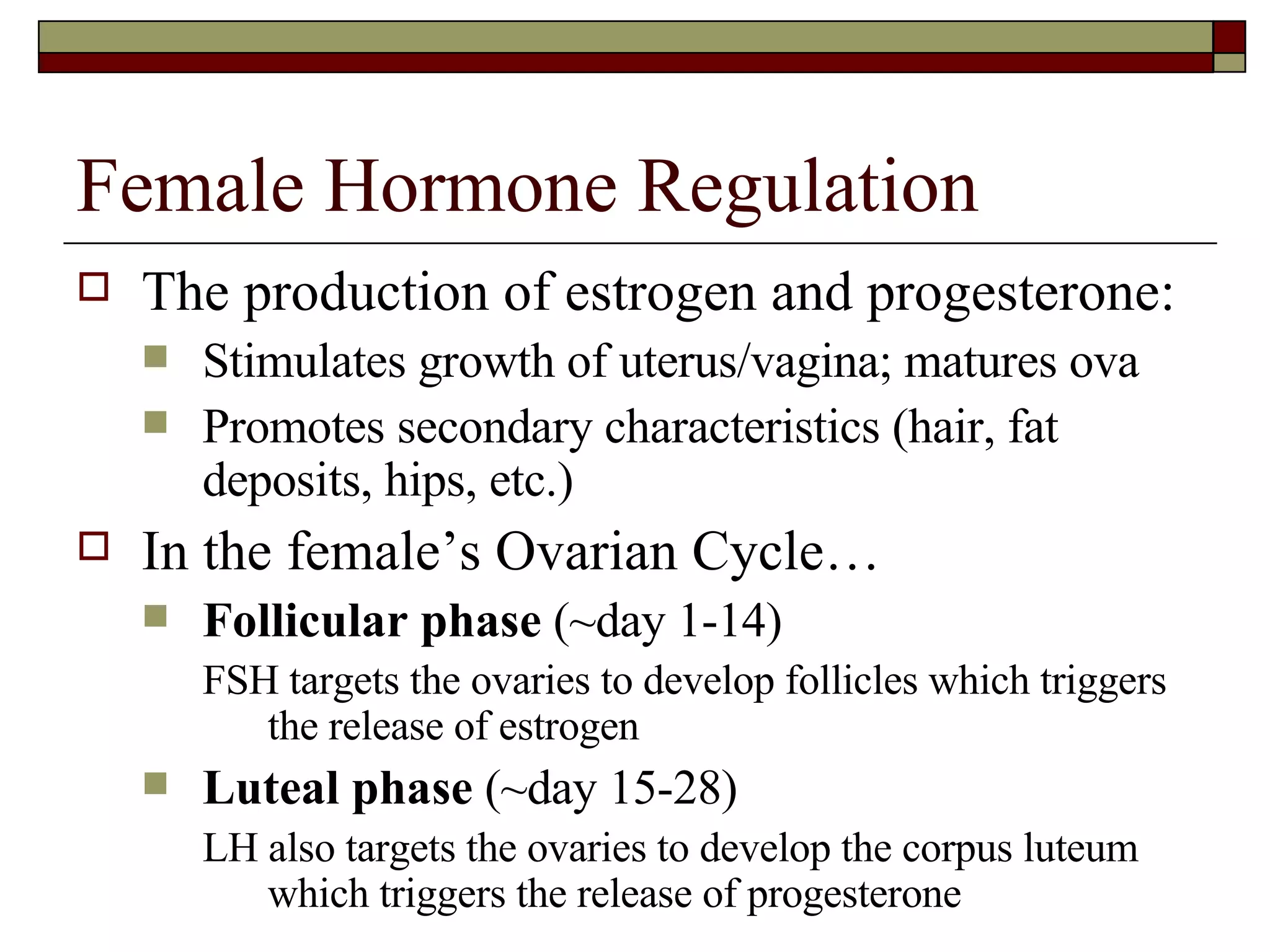Female Hormone Regulation The production of estrogen and progesterone: Stimulates growth of uterus/vagina; matures ova Promotes secondary characteristics (hair, fat deposits, hips, etc.) In the female’s Ovarian Cycle… Follicular phase  (~day 1-14)  FSH targets the ovaries to develop follicles which triggers the release of estrogen Luteal phase  (~day 15-28)  LH also targets the ovaries to develop the corpus luteum which triggers the release of progesterone 