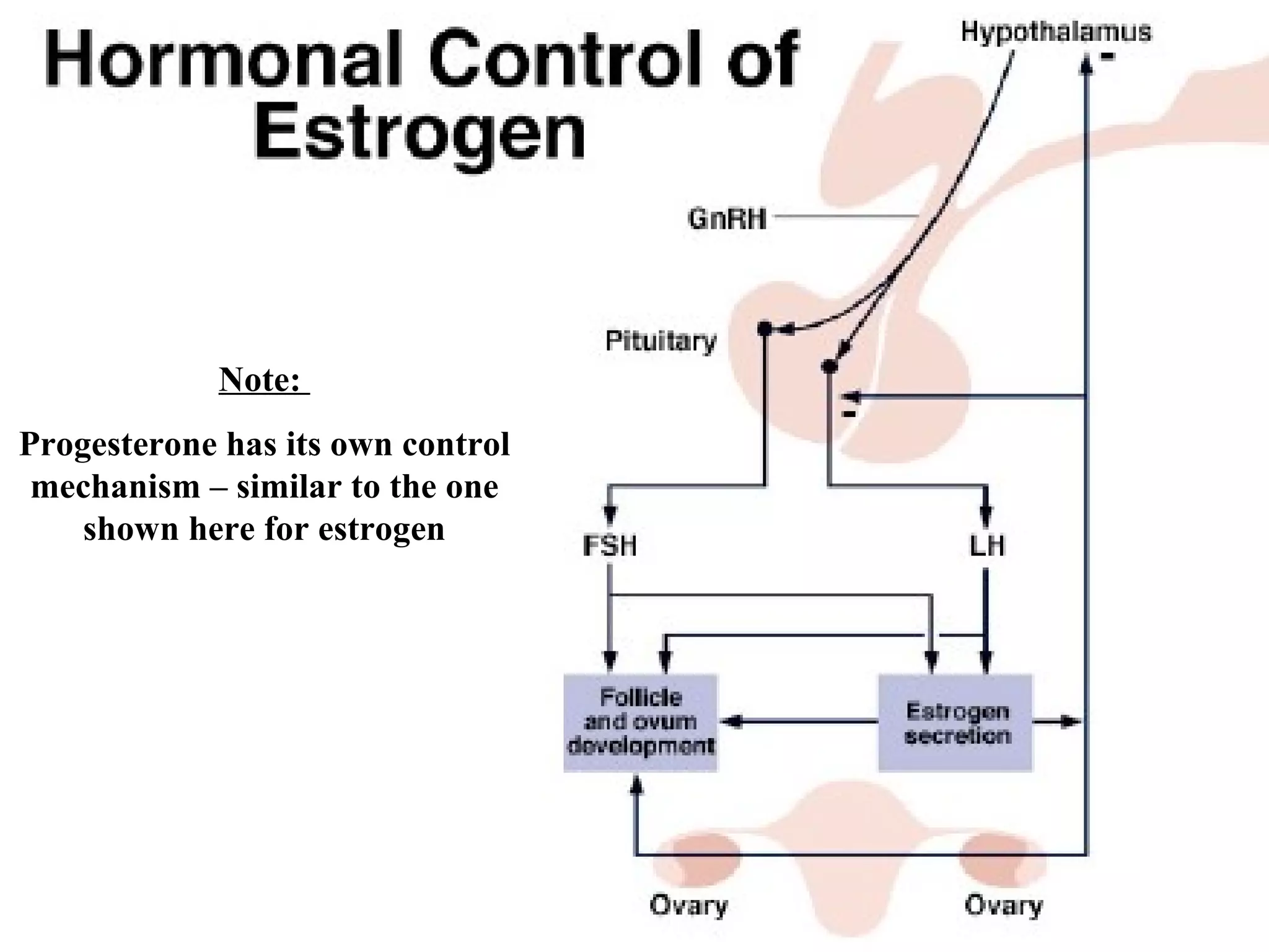 Note:  Progesterone has its own control mechanism – similar to the one shown here for estrogen 