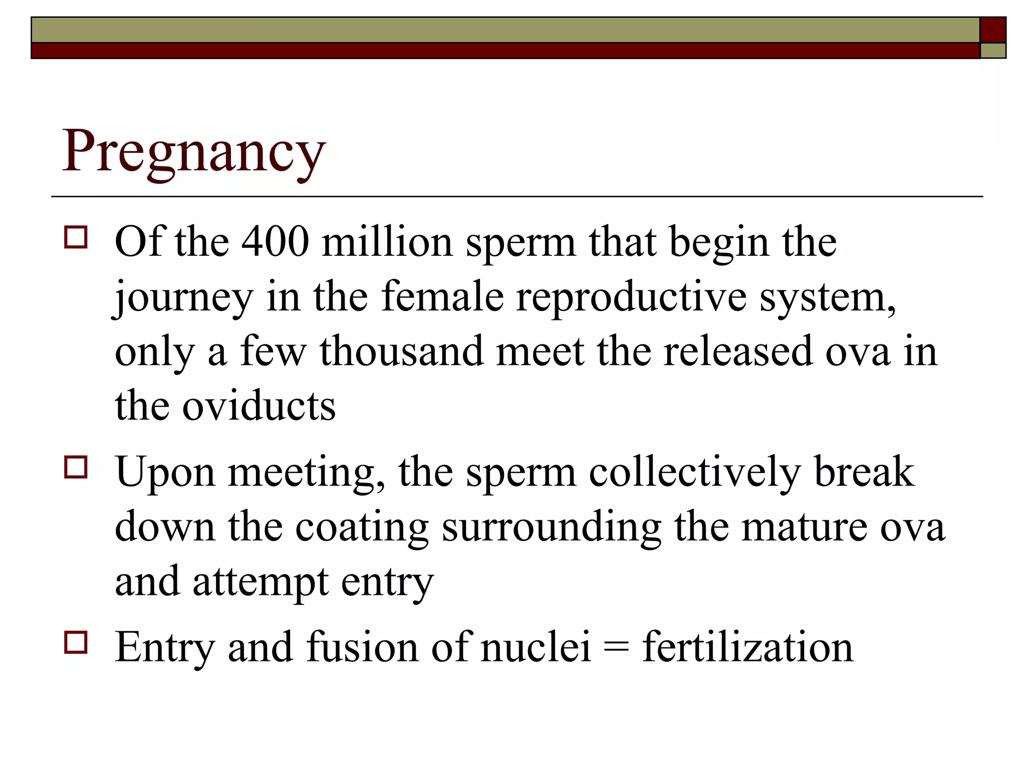 Pregnancy Of the 400 million sperm that begin the journey in the female reproductive system, only a few thousand meet the released ova in the oviducts Upon meeting, the sperm collectively break down the coating surrounding the mature ova and attempt entry Entry and fusion of nuclei = fertilization 