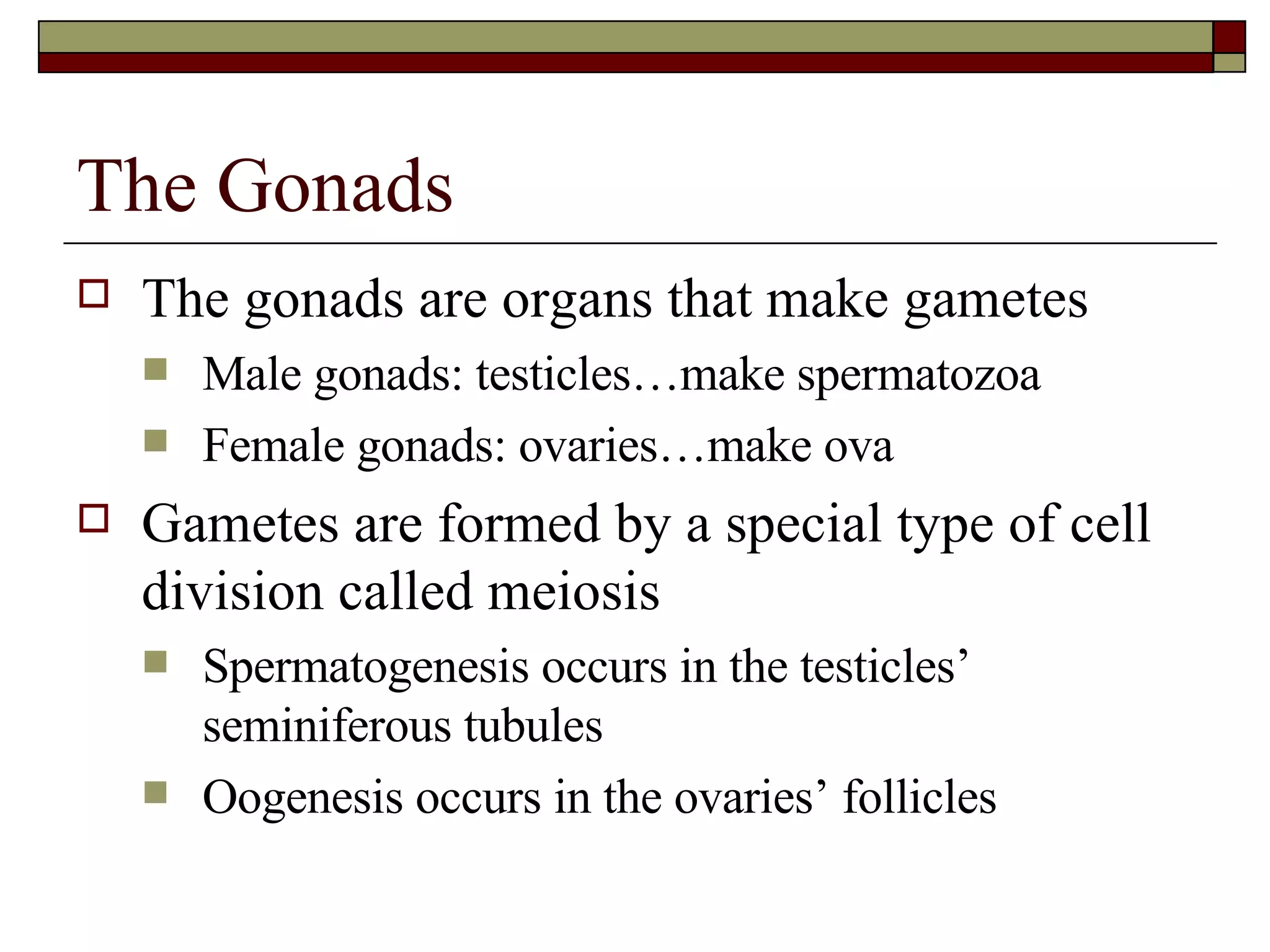 The Gonads The gonads are organs that make gametes Male gonads: testicles…make spermatozoa Female gonads: ovaries…make ova Gametes are formed by a special type of cell division called meiosis Spermatogenesis occurs in the testicles’ seminiferous tubules Oogenesis occurs in the ovaries’ follicles 