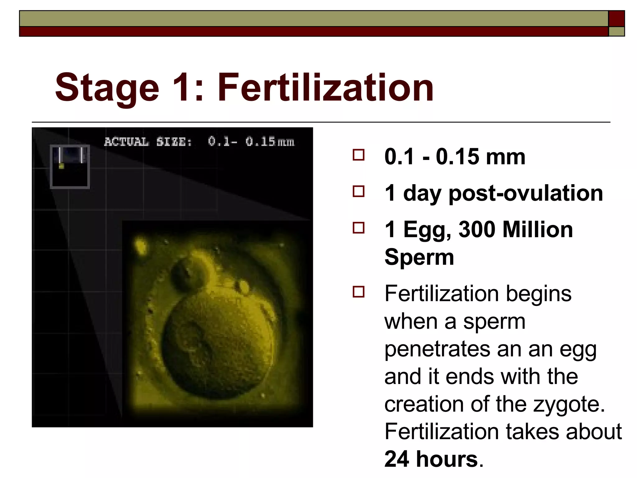 Stage 1: Fertilization 0.1 - 0.15 mm 1 day post-ovulation 1 Egg, 300 Million Sperm Fertilization begins when a sperm penetrates an an egg  and it ends with the creation of the zygote. Fertilization takes about  24 hours . 