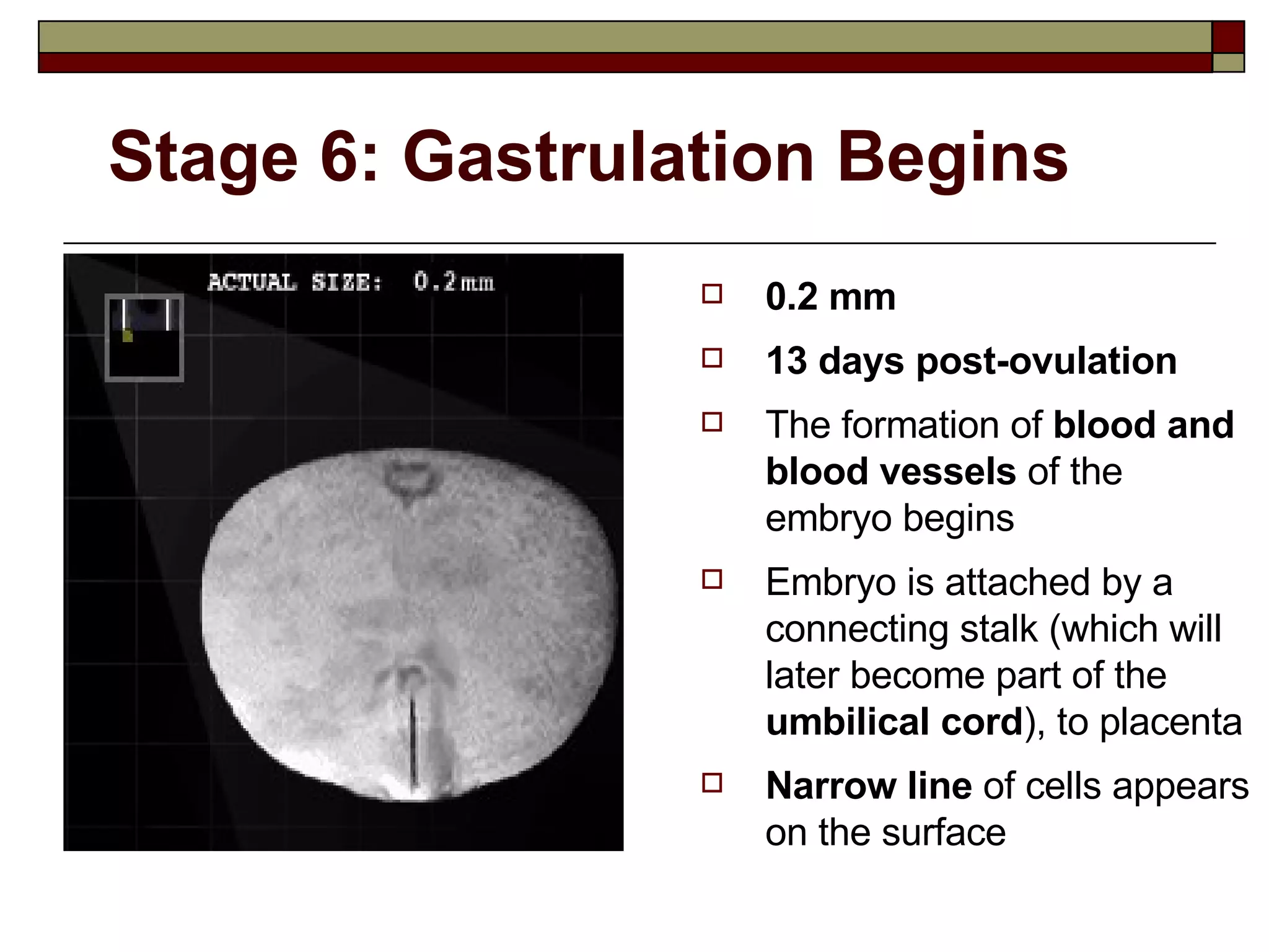 Stage 6: Gastrulation Begins 0.2 mm 13 days post-ovulation The formation of  blood and blood vessels  of the embryo begins Embryo is attached by a connecting stalk (which will later become part of the  umbilical cord ), to placenta Narrow line  of cells appears on the surface 