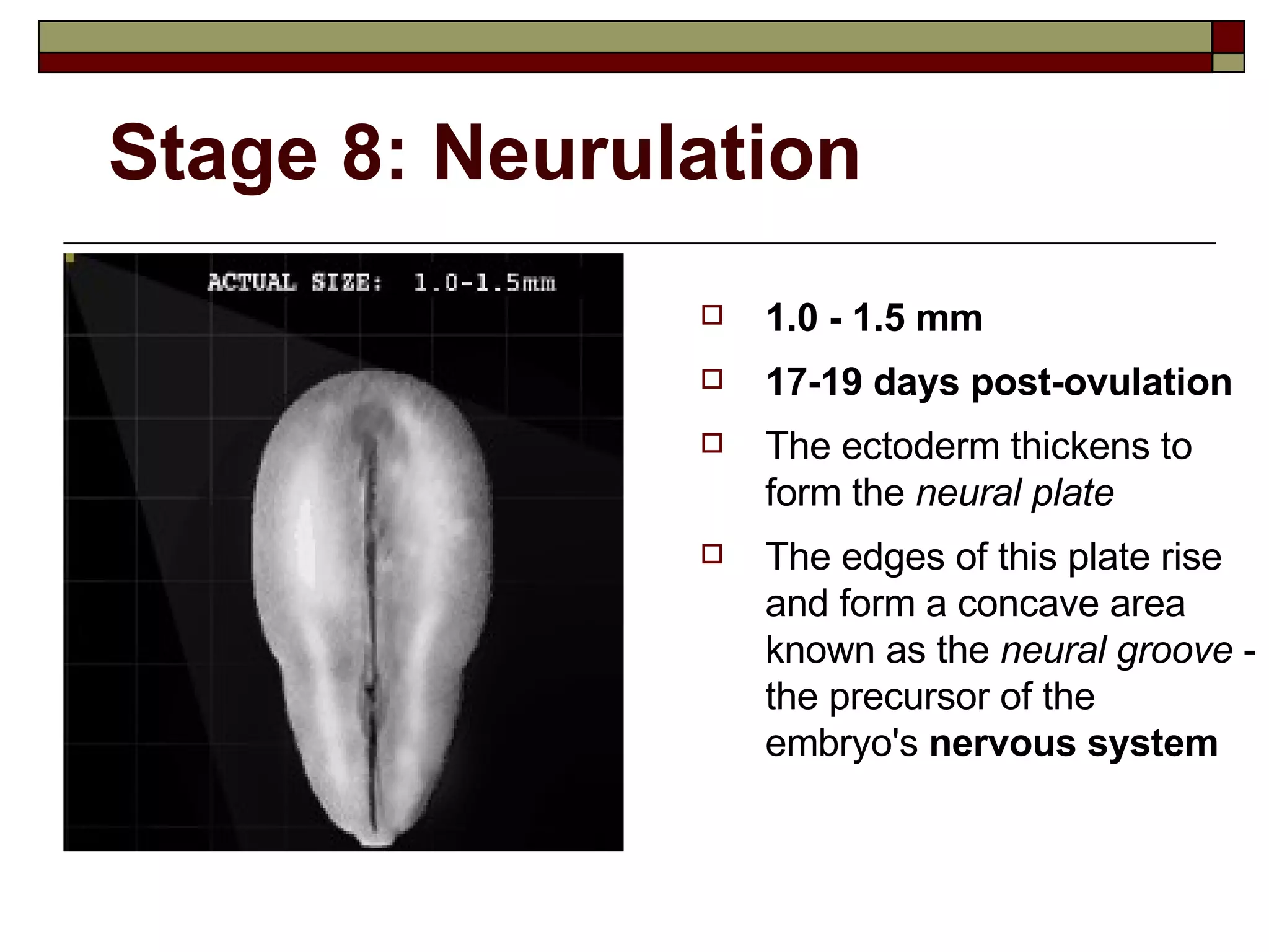Stage 8: Neurulation 1.0 - 1.5 mm 17-19 days post-ovulation The ectoderm thickens to form the  neural plate The edges of this plate rise and form a concave area known as the  neural groove  - the precursor of the embryo's  nervous system 
