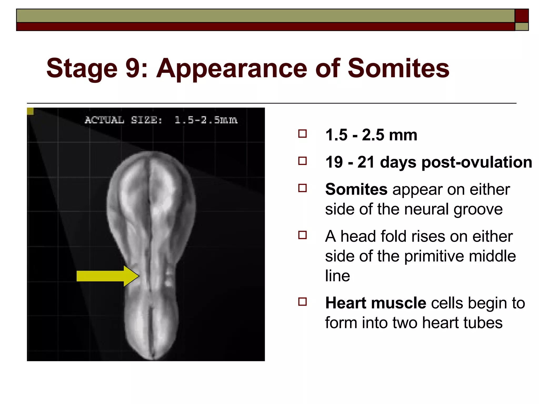 Stage 9: Appearance of Somites 1.5 - 2.5 mm 19 - 21 days post-ovulation Somites  appear on either side of the neural groove A head fold rises on either side of the primitive middle line Heart muscle  cells begin to form into two heart tubes 
