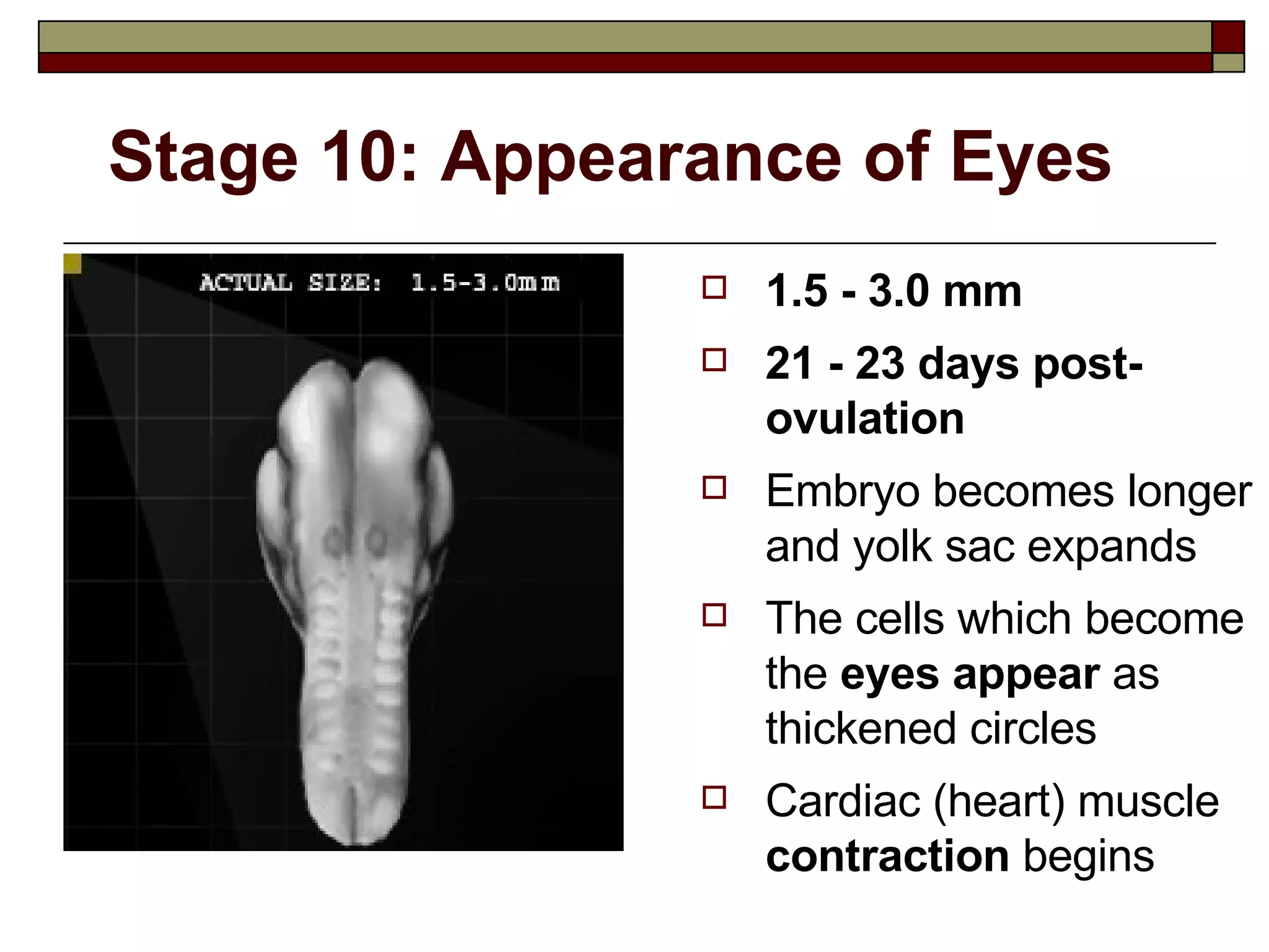 Stage 10: Appearance of Eyes 1.5 - 3.0 mm 21 - 23 days post-ovulation Embryo becomes longer and yolk sac expands The cells which become the  eyes appear  as thickened circles  Cardiac (heart) muscle  contraction  begins 