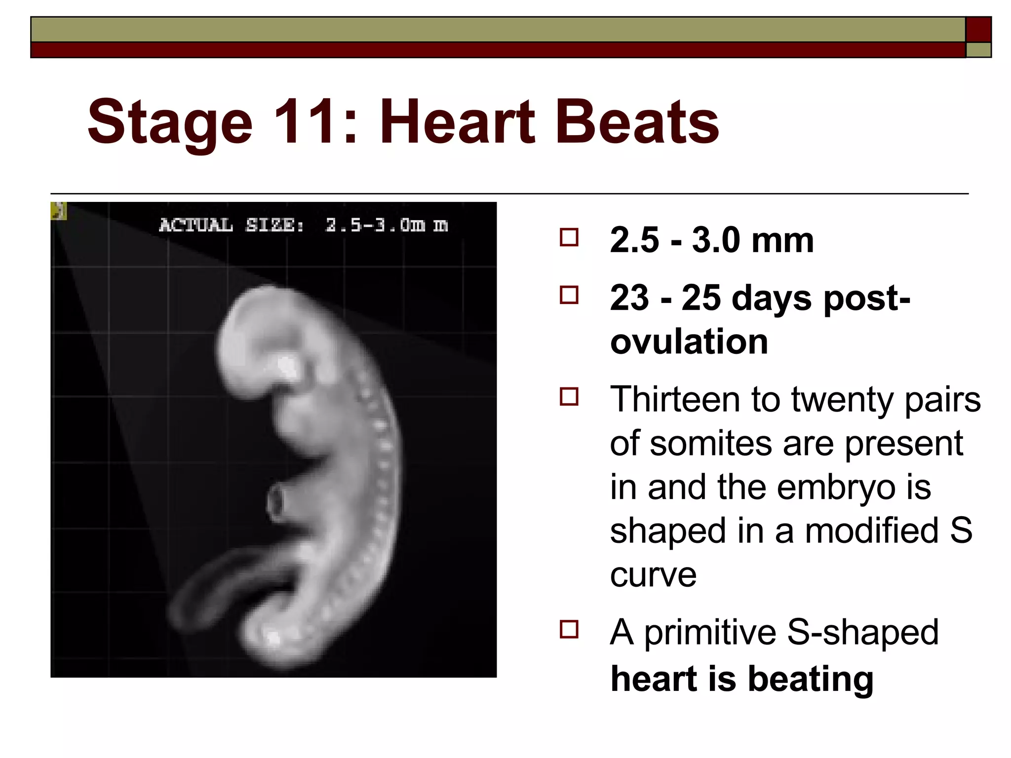 Stage 11: Heart Beats 2.5 - 3.0 mm 23 - 25 days post-ovulation Thirteen to twenty pairs of somites are present in and the embryo is shaped in a modified S curve A primitive S-shaped  heart is beating   