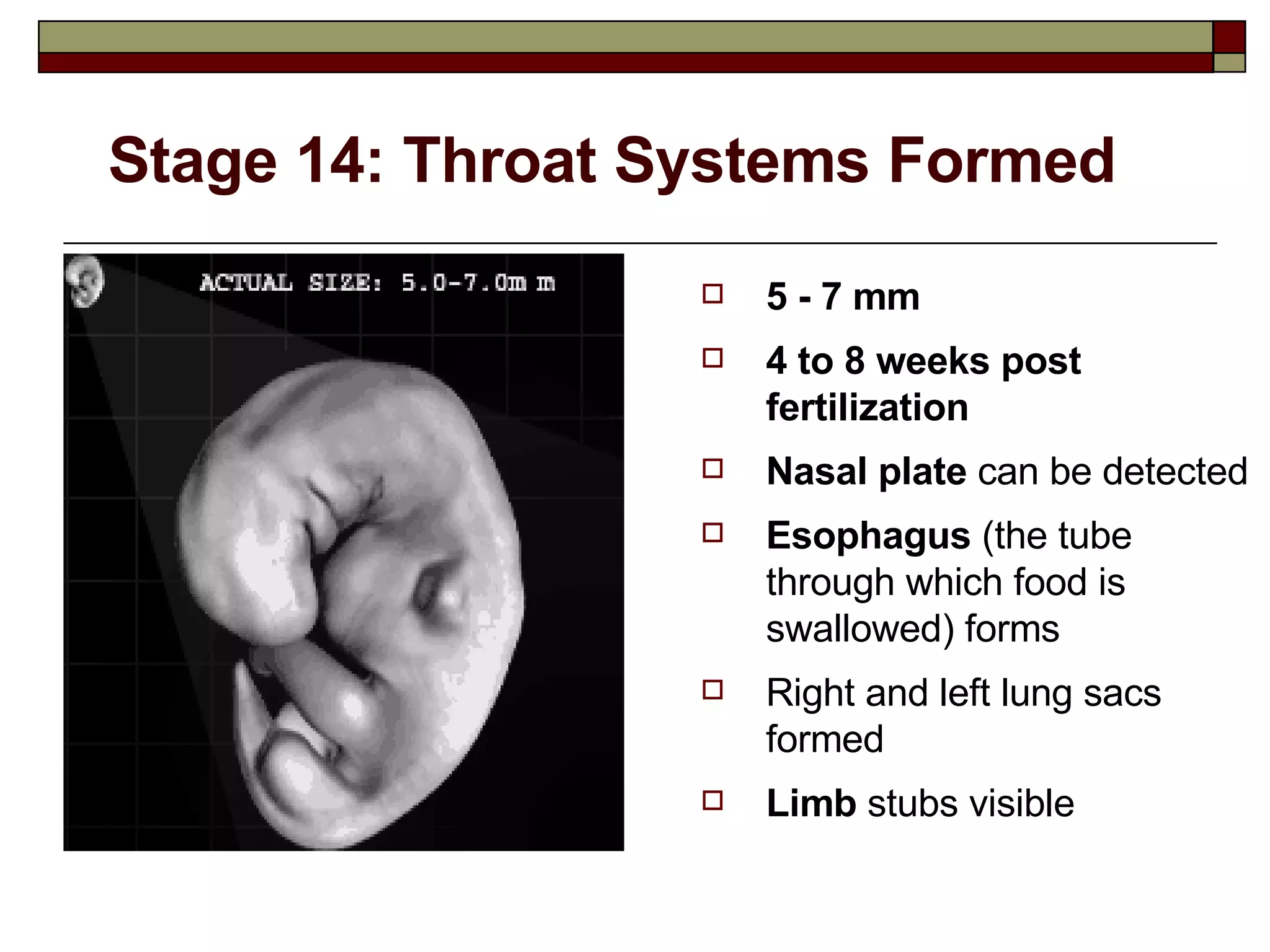 Stage 14: Throat Systems Formed 5 - 7 mm 4 to 8 weeks post fertilization Nasal plate  can be detected Esophagus  (the tube through which food is swallowed) forms  Right and left lung sacs formed Limb  stubs visible 