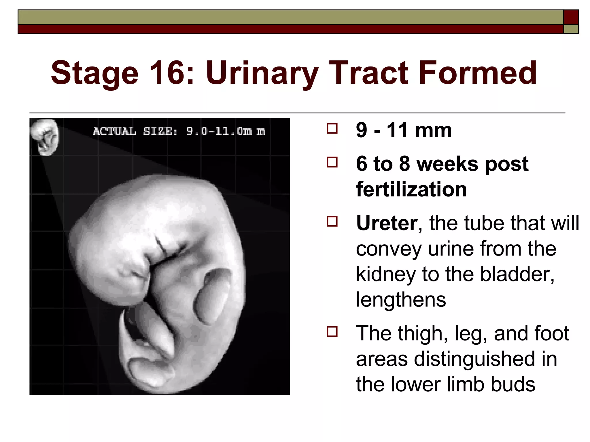 Stage 16: Urinary Tract Formed 9 - 11 mm 6 to 8 weeks post fertilization Ureter , the tube that will convey urine from the kidney to the bladder, lengthens The thigh, leg, and foot areas distinguished in the lower limb buds 