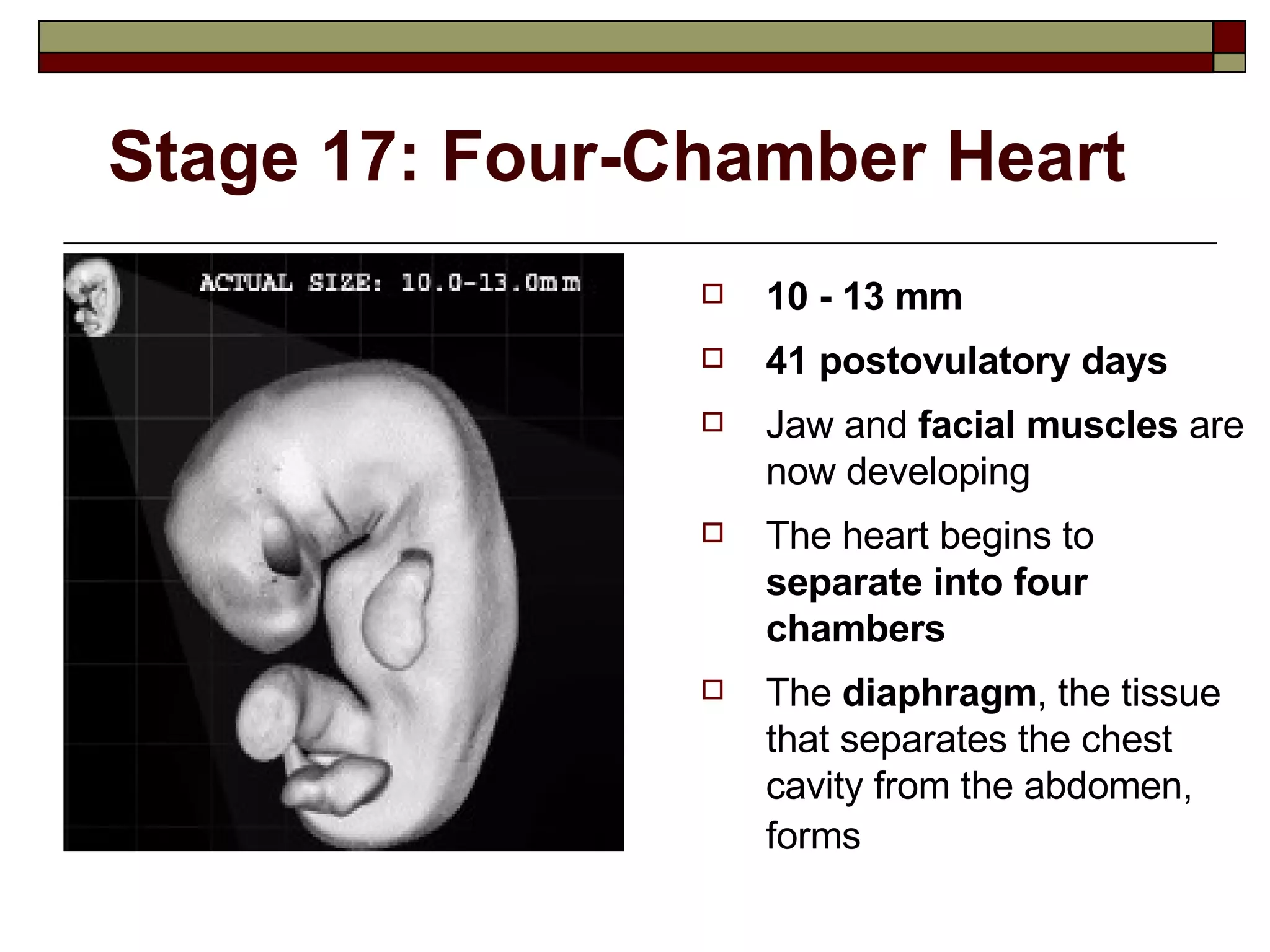 Stage 17: Four-Chamber Heart 10 - 13 mm 41 postovulatory days Jaw and  facial muscles  are now developing The heart begins to  separate into four chambers The  diaphragm , the tissue that separates the chest cavity from the abdomen, forms   