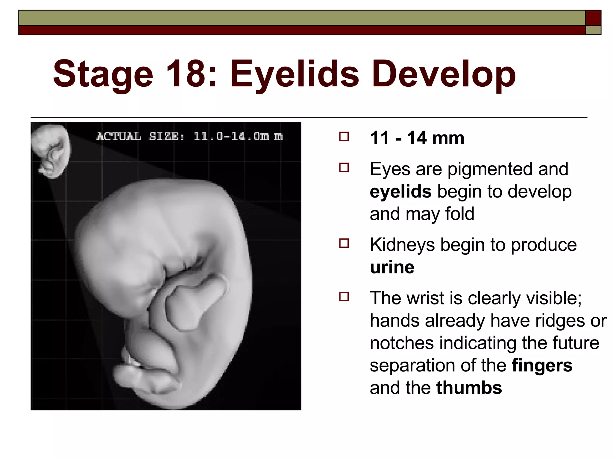 Stage 18: Eyelids Develop 11 - 14 mm Eyes are pigmented and  eyelids  begin to develop and may fold Kidneys begin to produce  urine The wrist is clearly visible; hands already have ridges or notches indicating the future separation of the  fingers  and the  thumbs 