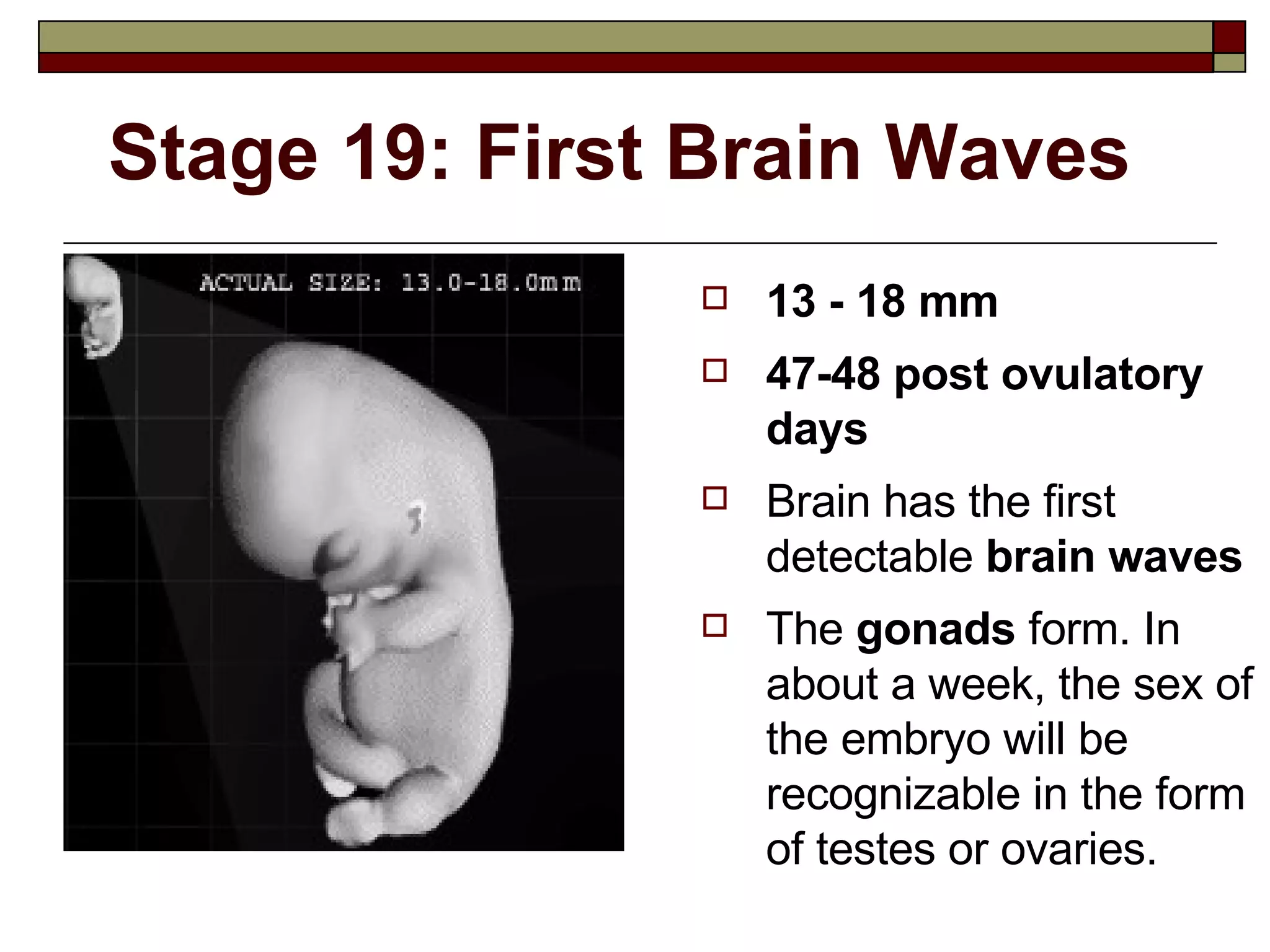 Stage 19: First Brain Waves 13 - 18 mm 47-48 post ovulatory days Brain has the first detectable  brain waves The  gonads  form. In about a week, the sex of the embryo will be recognizable in the form of testes or ovaries. 