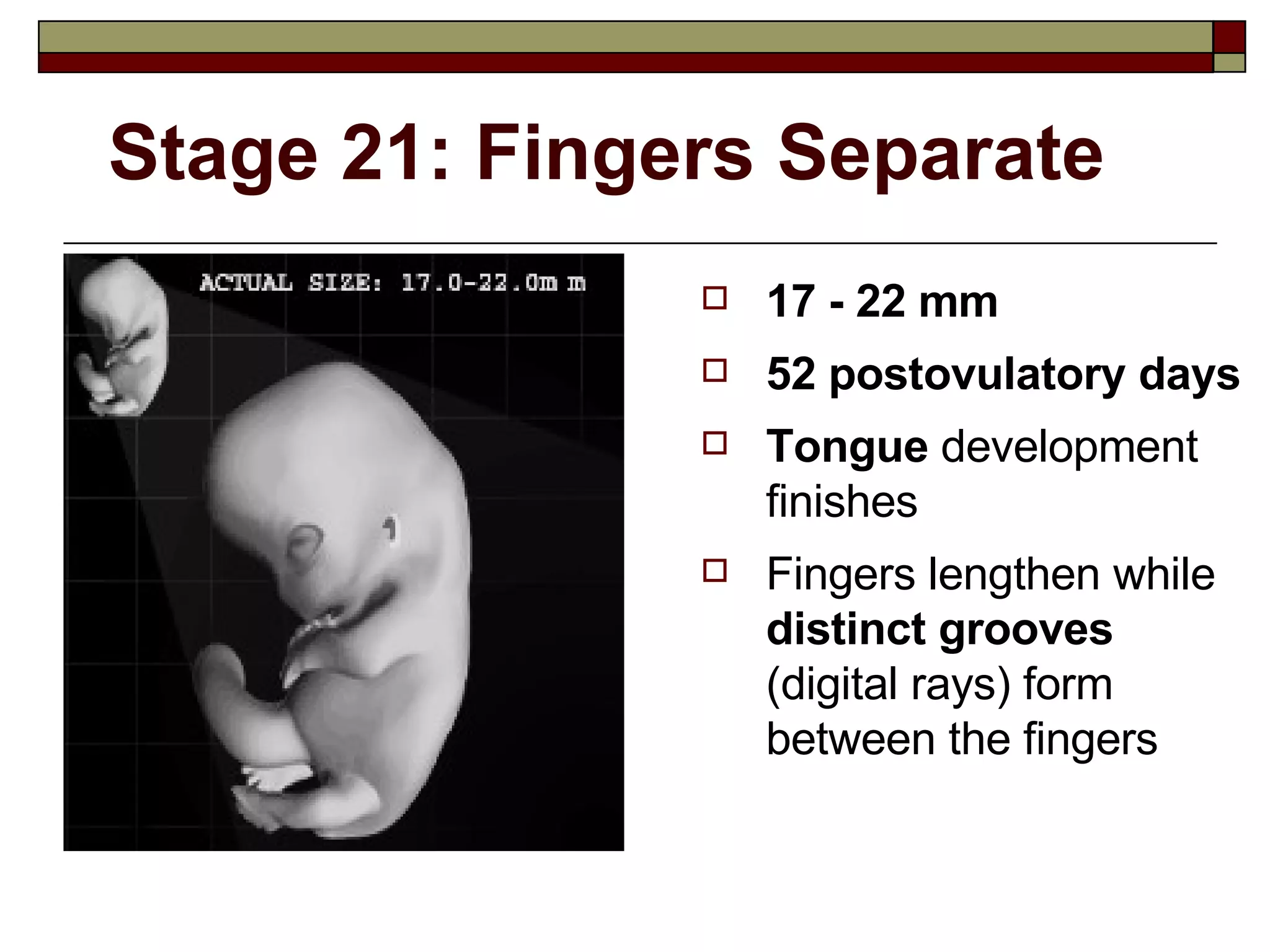 Stage 21: Fingers Separate 17 - 22 mm 52 postovulatory days Tongue  development finishes Fingers lengthen while  distinct grooves  (digital rays) form between the fingers 