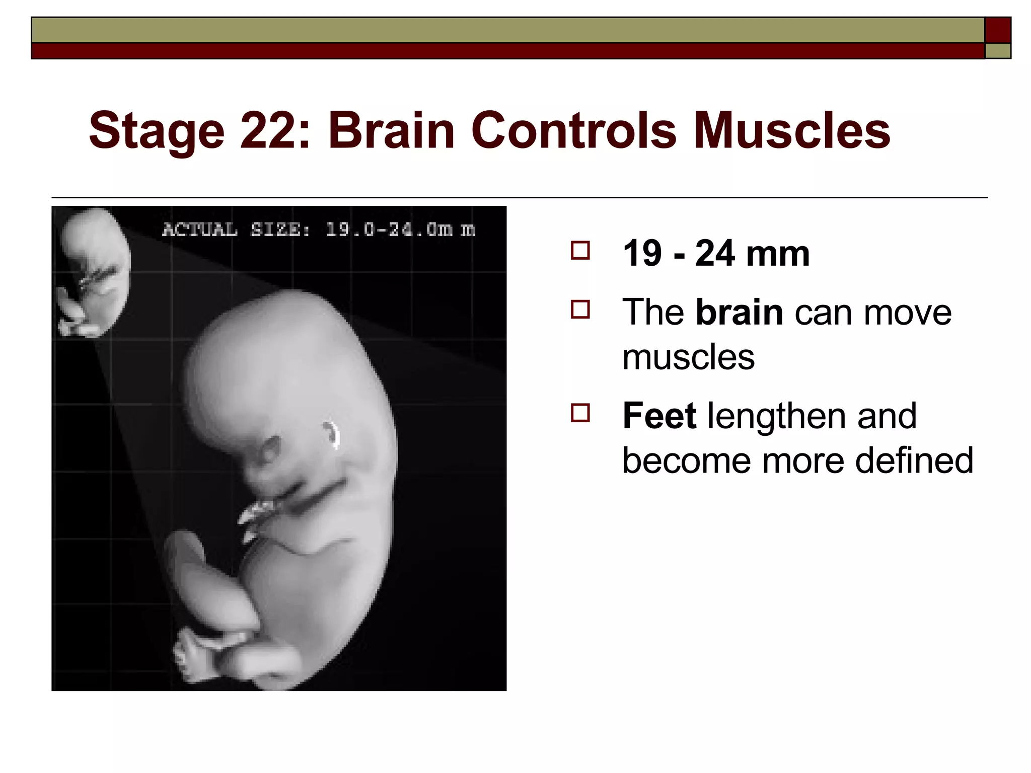Stage 22: Brain Controls Muscles 19 - 24 mm The  brain  can move muscles Feet  lengthen and become more defined 