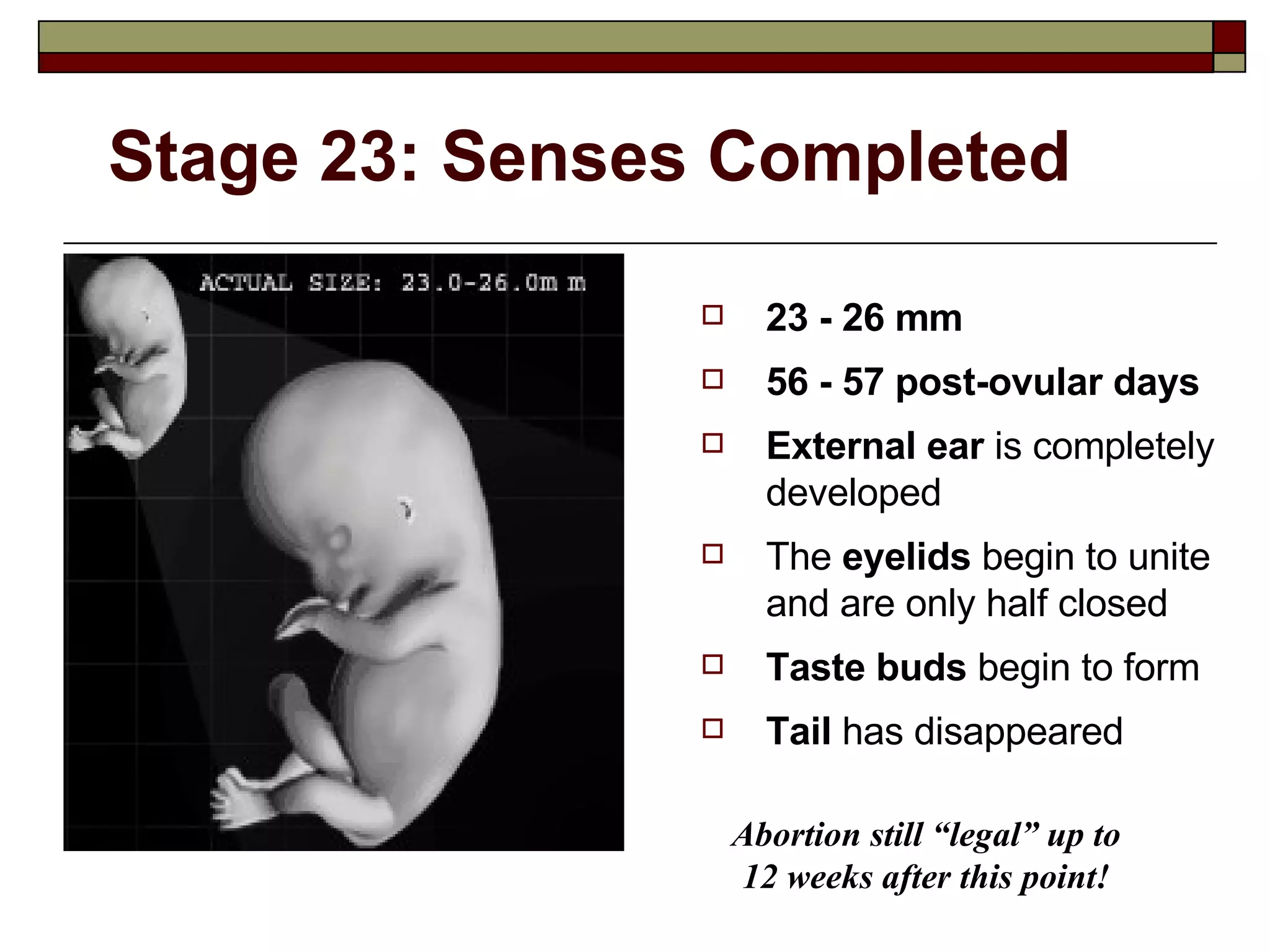Stage 23: Senses Completed 23 - 26 mm 56 - 57 post-ovular days External ear  is completely developed The  eyelids  begin to unite and are only half closed Taste buds  begin to form  Tail  has disappeared Abortion still “legal” up to 12 weeks after this point! 