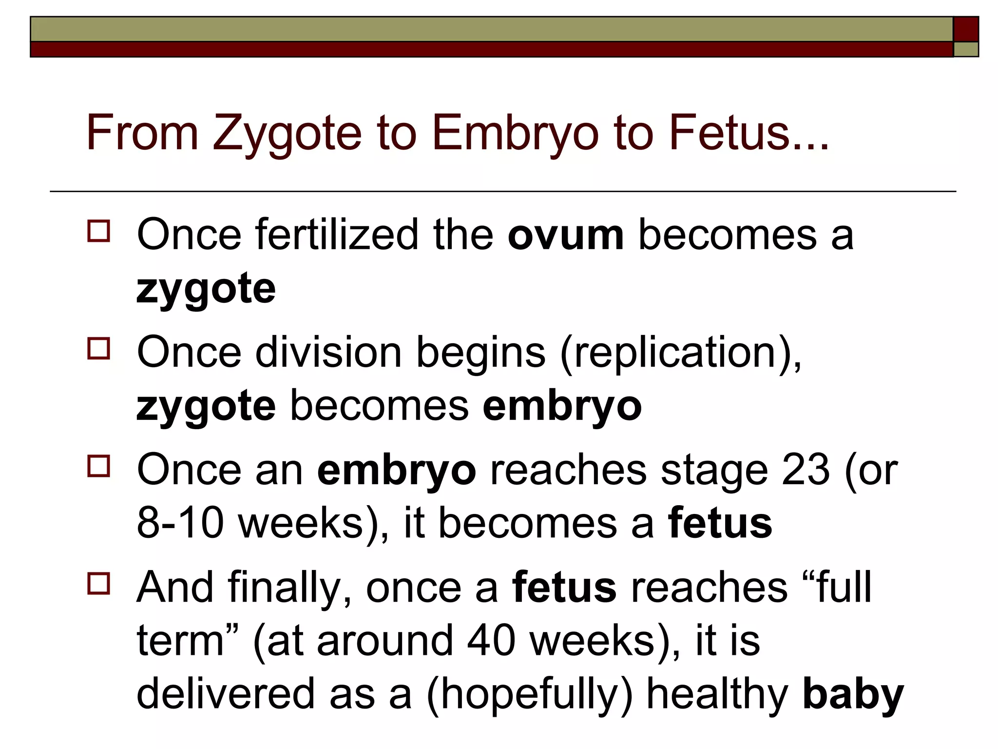 From Zygote to Embryo to Fetus...   Once fertilized the  ovum  becomes a  zygote Once division begins (replication),  zygote  becomes  embryo Once an  embryo  reaches stage 23 (or 8-10 weeks), it becomes a  fetus And finally, once a  fetus  reaches “full term” (at around 40 weeks), it is delivered as a (hopefully) healthy  baby 