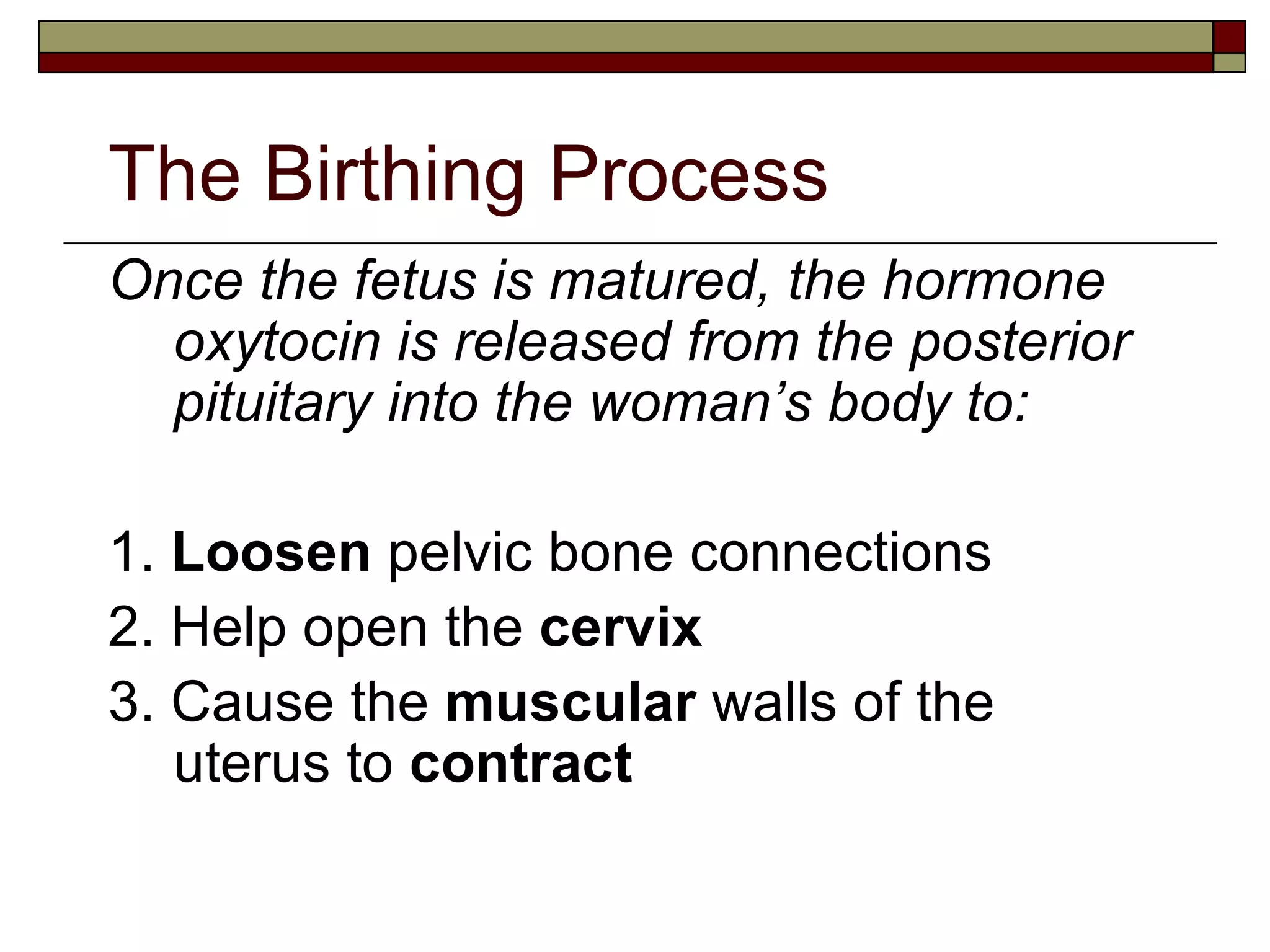 The Birthing Process Once the fetus is matured, the hormone oxytocin is released from the posterior pituitary into the woman’s body to: 1.  Loosen  pelvic bone connections 2. Help open the  cervix 3. Cause the  muscular  walls of the uterus to  contract 