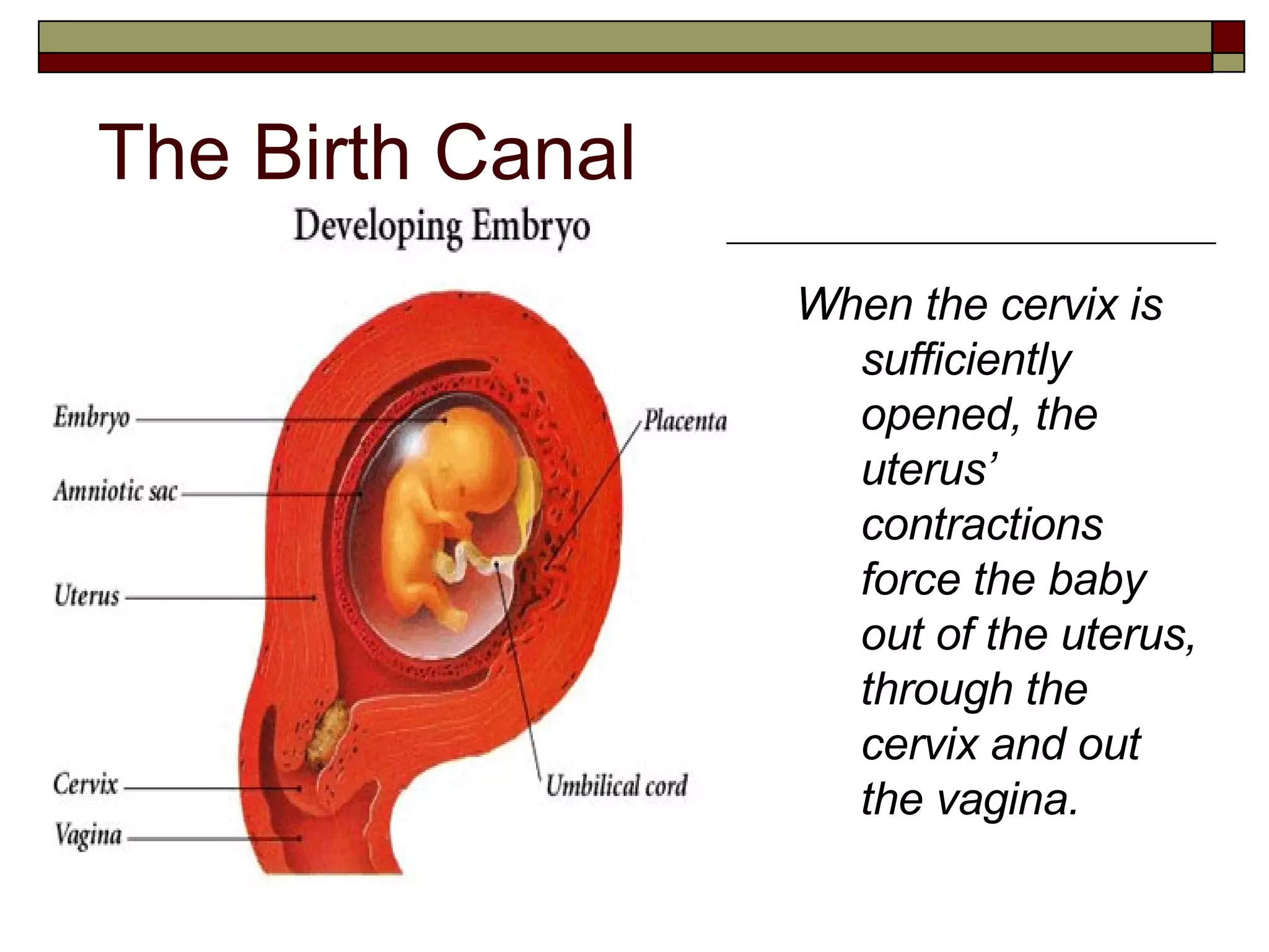 The Birth Canal When the cervix is sufficiently opened, the uterus’ contractions  force the baby out of the uterus, through the cervix and out the vagina. 