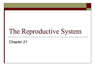 The Reproductive System Chapter 21 