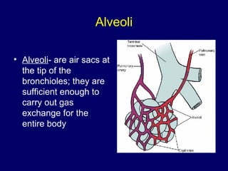 The Respiratory System | PPT