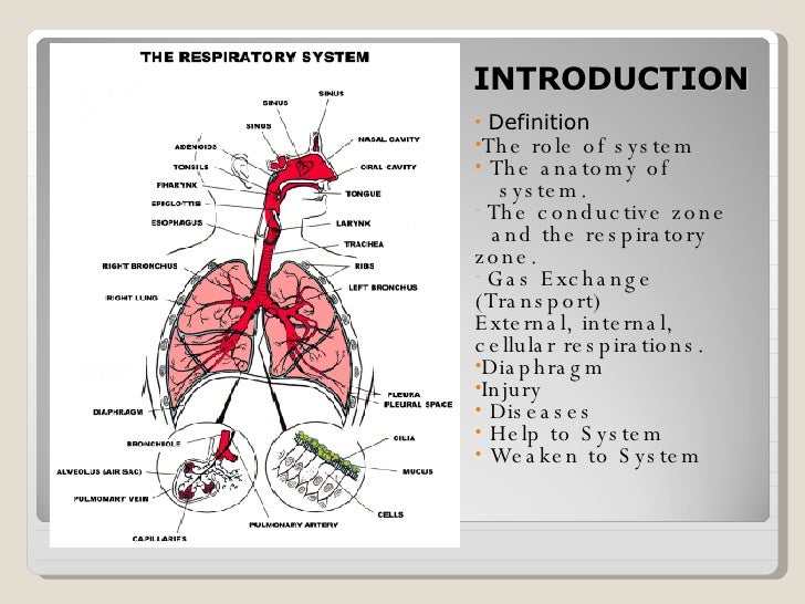 The Respiratory System