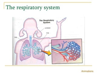 The respiratory system Animations 